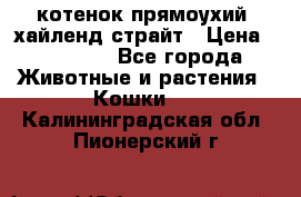котенок прямоухий  хайленд страйт › Цена ­ 10 000 - Все города Животные и растения » Кошки   . Калининградская обл.,Пионерский г.